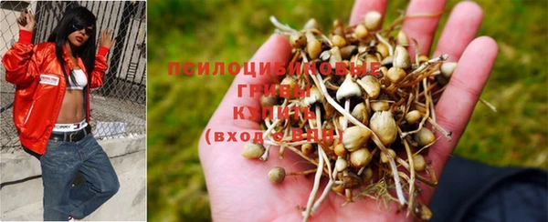 прущие грибы Краснотурьинск