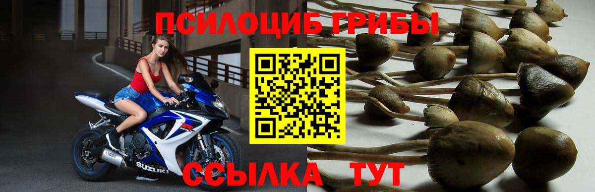 Галлюциногенные грибы Psilocybine cubensis Урус-Мартан